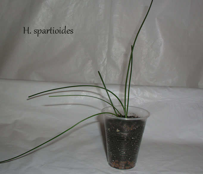 H.-spartioides.jpg