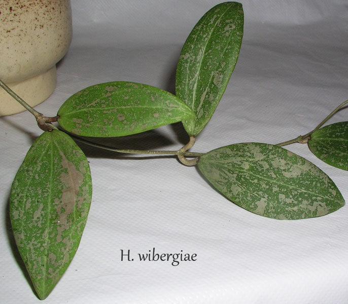 H.-wibergiae.jpg