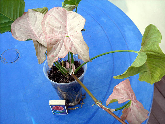 DSCN2042 copy.jpg