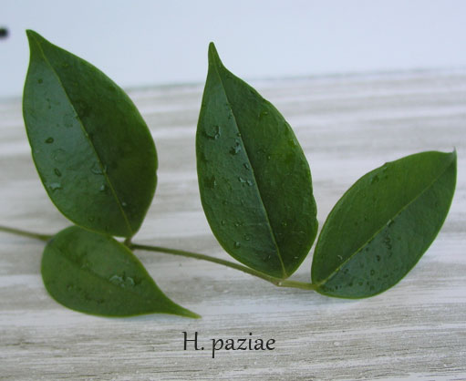 H.-paziae.jpg