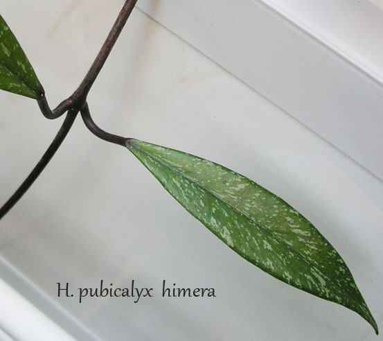 H.-pubicalyx-himera.jpg