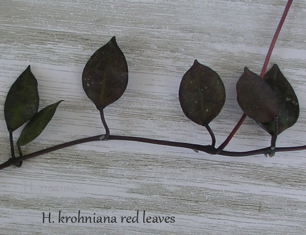 H.-krohniana-red-leaves.jpg