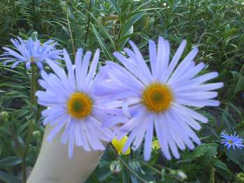 DSC00578_thumb.jpg