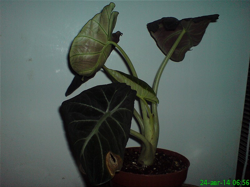 DSC00408_800x600.jpg