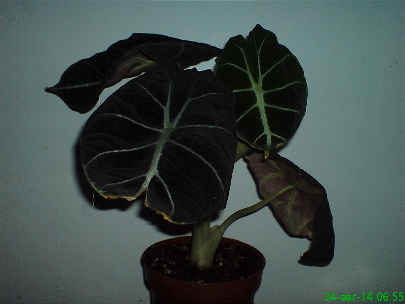 DSC00406_800x600.jpg