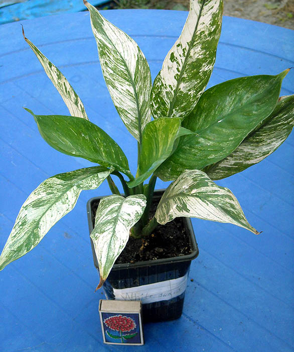 DSCN2079 copy.jpg