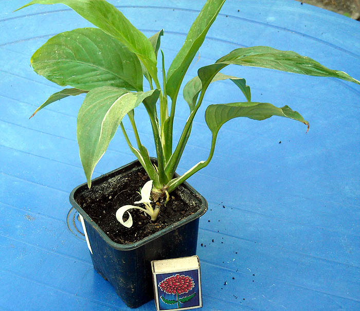 DSCN2084 copy.jpg