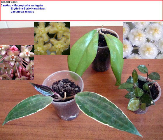 2014-08-16_120938.jpg