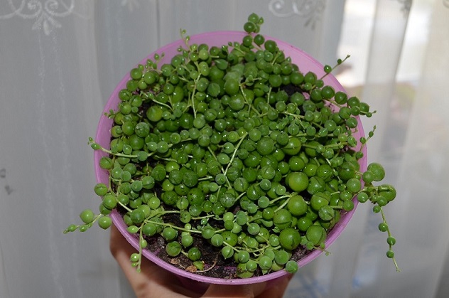 DSC_1217.JPG