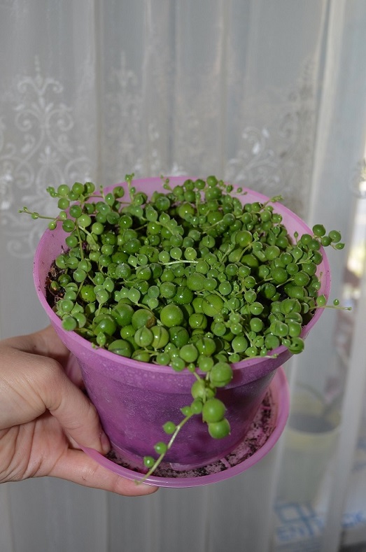 DSC_1218.JPG