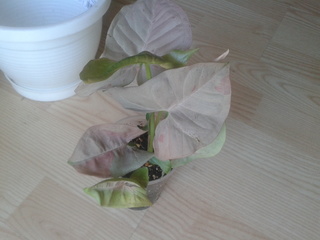 2014_08_24_11_55_56.jpg