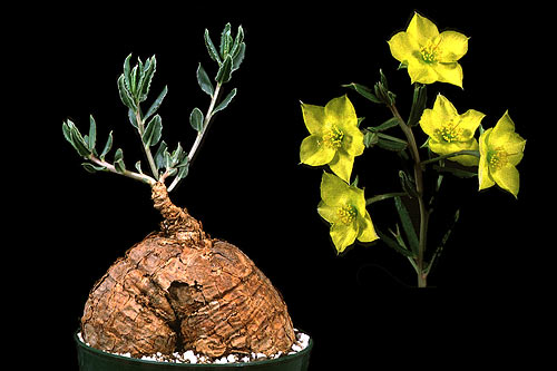 Talinum caffrum.jpg