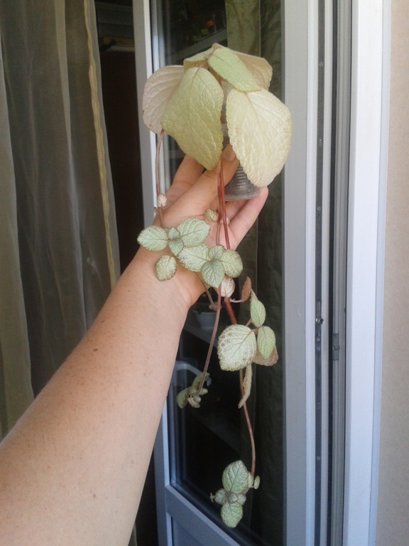 2014-08-04 09.21.05.jpg