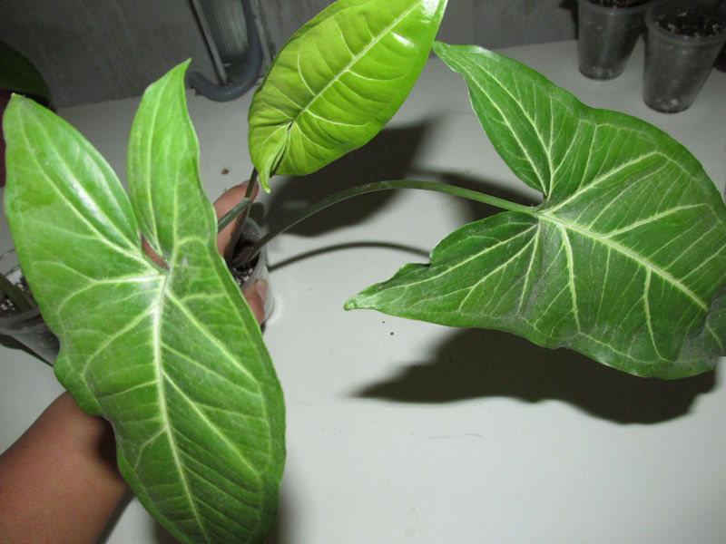 Albolineatum - 50грн.jpg