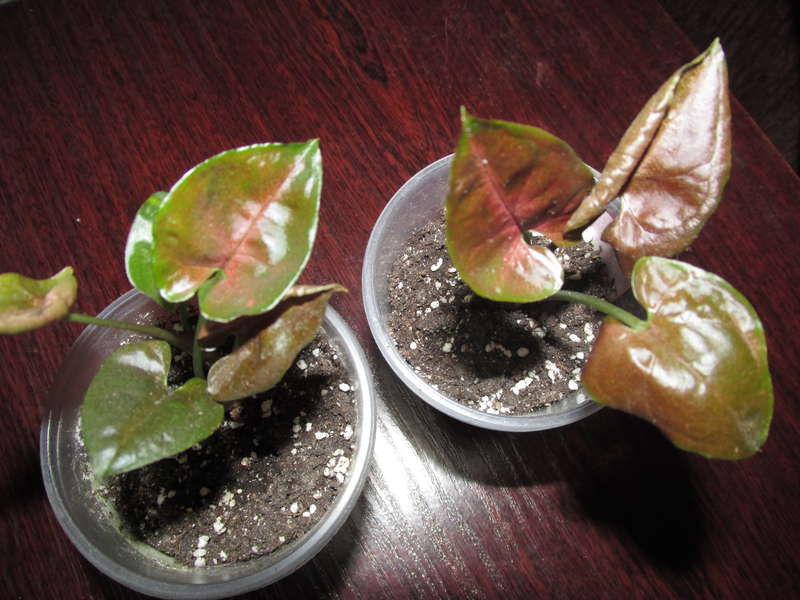 Red Plum Allusion (Chocolate) - 40 и 60грн(2 шт в стакане).jpg