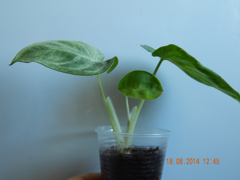 DSCN2806.JPG