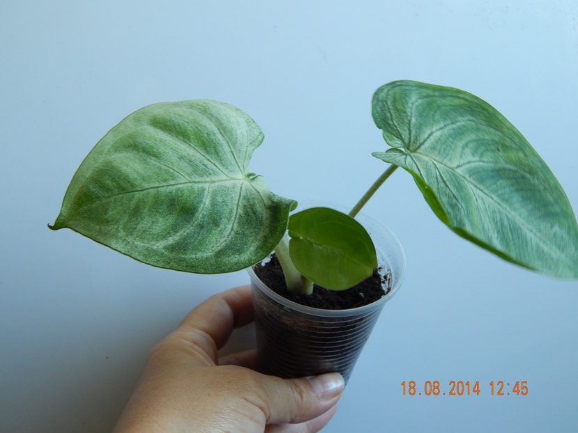 DSCN2805.JPG