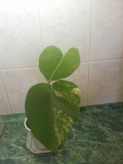 monstera_240.jpg