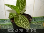 69i77wjgbk_tn лудизька.jpg