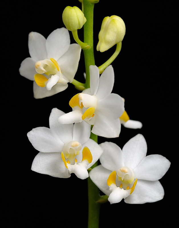 100188823.9sfBwKlW.Doritispulcherrimaf_alba_001.jpg