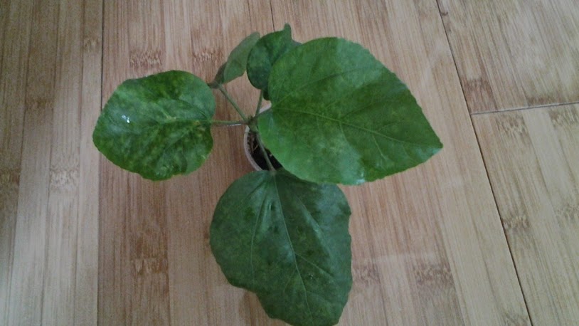 20140902_141311.jpg