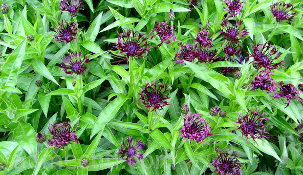 centaurea-montana-jordy_1.jpg