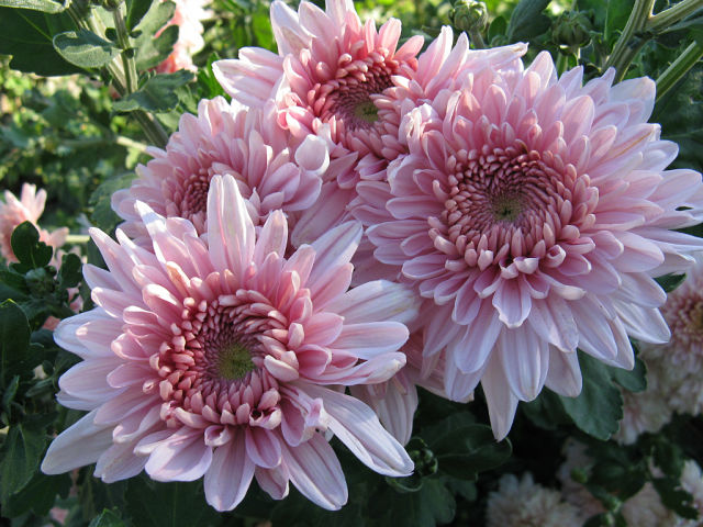 image (25).jpg