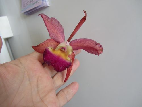 IMG_3222.jpg