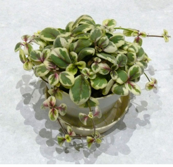 Альсобия-variegated.jpg