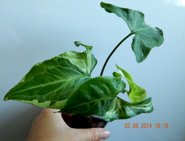 DSCN2872.JPG