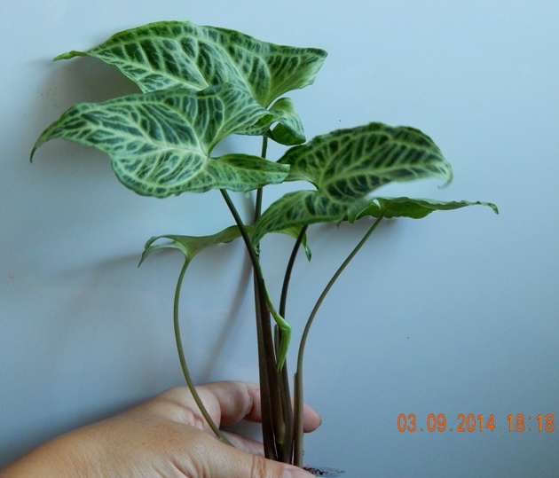DSCN2870.JPG