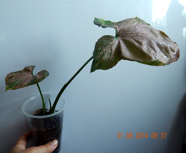 DSCN2809.JPG
