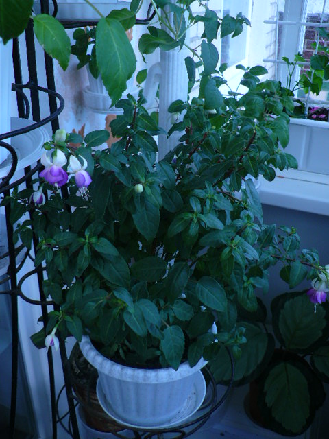 P1100576.JPG