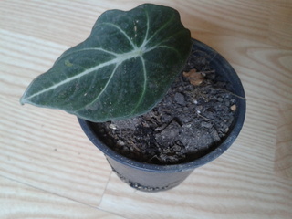 2014_09_02_11_14_17.jpg