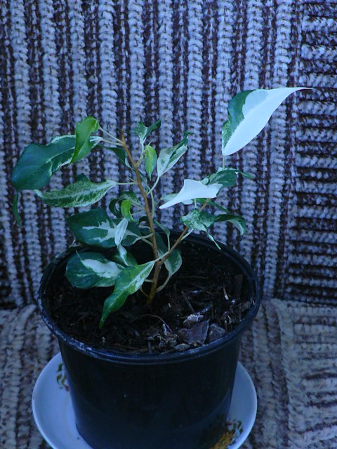 P1100585.JPG