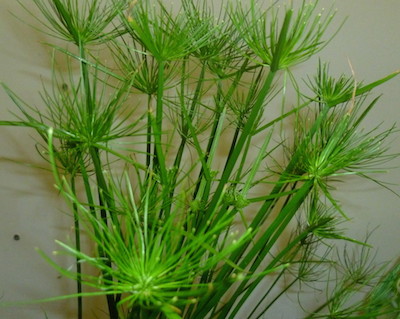 Копия Cyperus haspan.jpg
