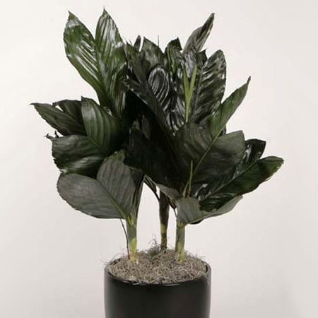 chamaedorea_metallica_mini_fishtail.jpg