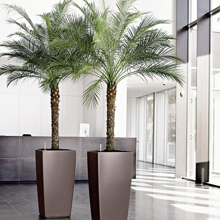 Phoenix_Roebellenii_Dwarf_Pygmy_Date_Palm_Tree.jpg