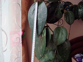 DSC08590.JPG