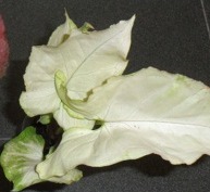 singonium_dang_nuven_300.jpg