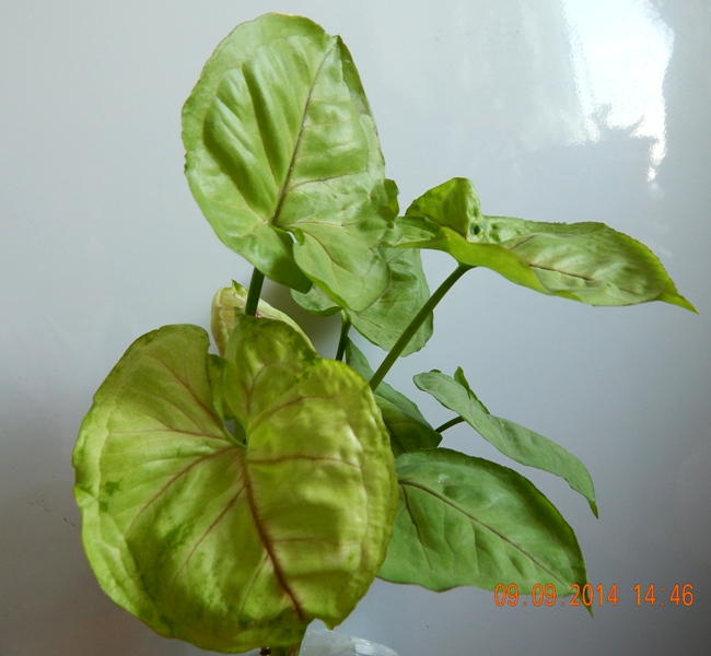 DSCN2889.JPG
