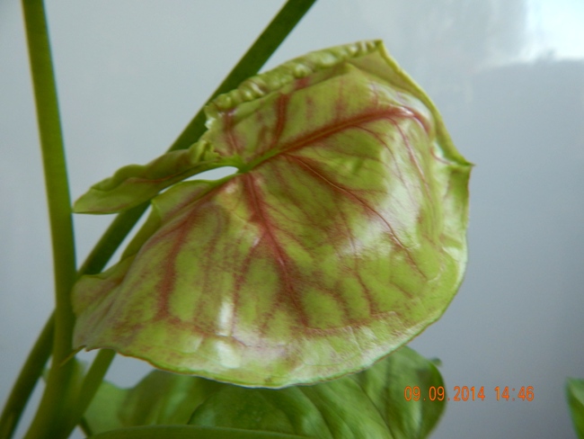 DSCN2888.JPG