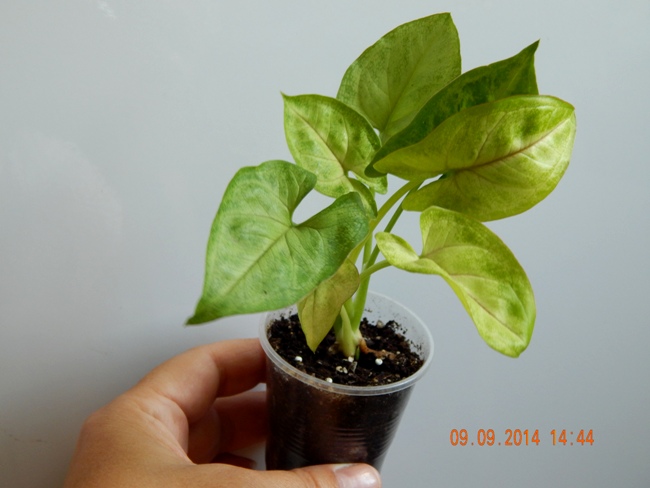 DSCN2885.JPG
