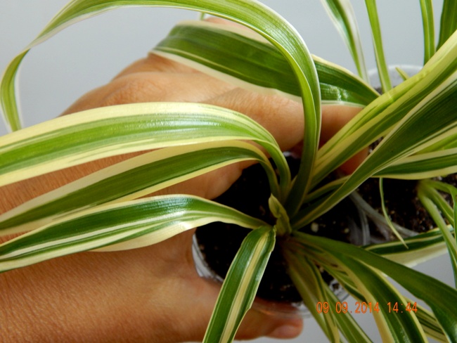 DSCN2884.JPG