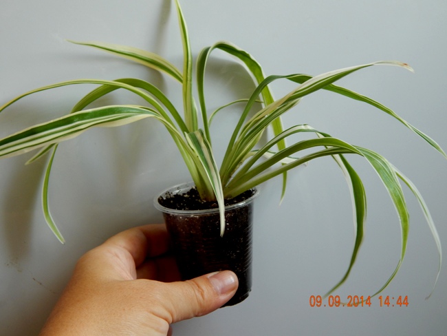 DSCN2883.JPG