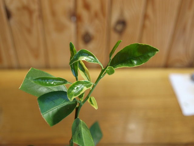 P831676-6.jpg