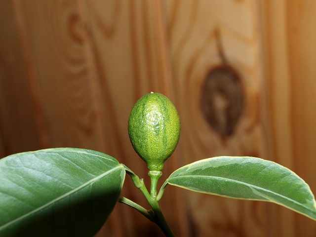 P829675-4.jpg
