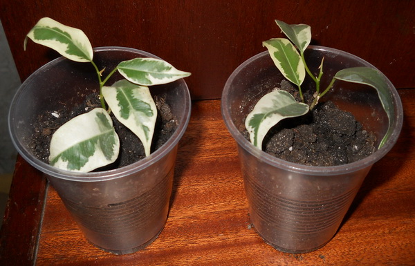 DSCN3898.JPG