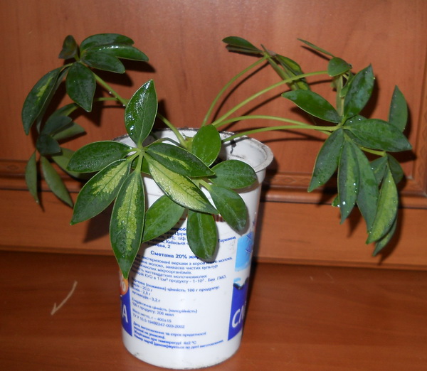 DSCN3894.JPG