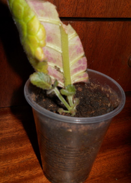 DSCN3899.JPG